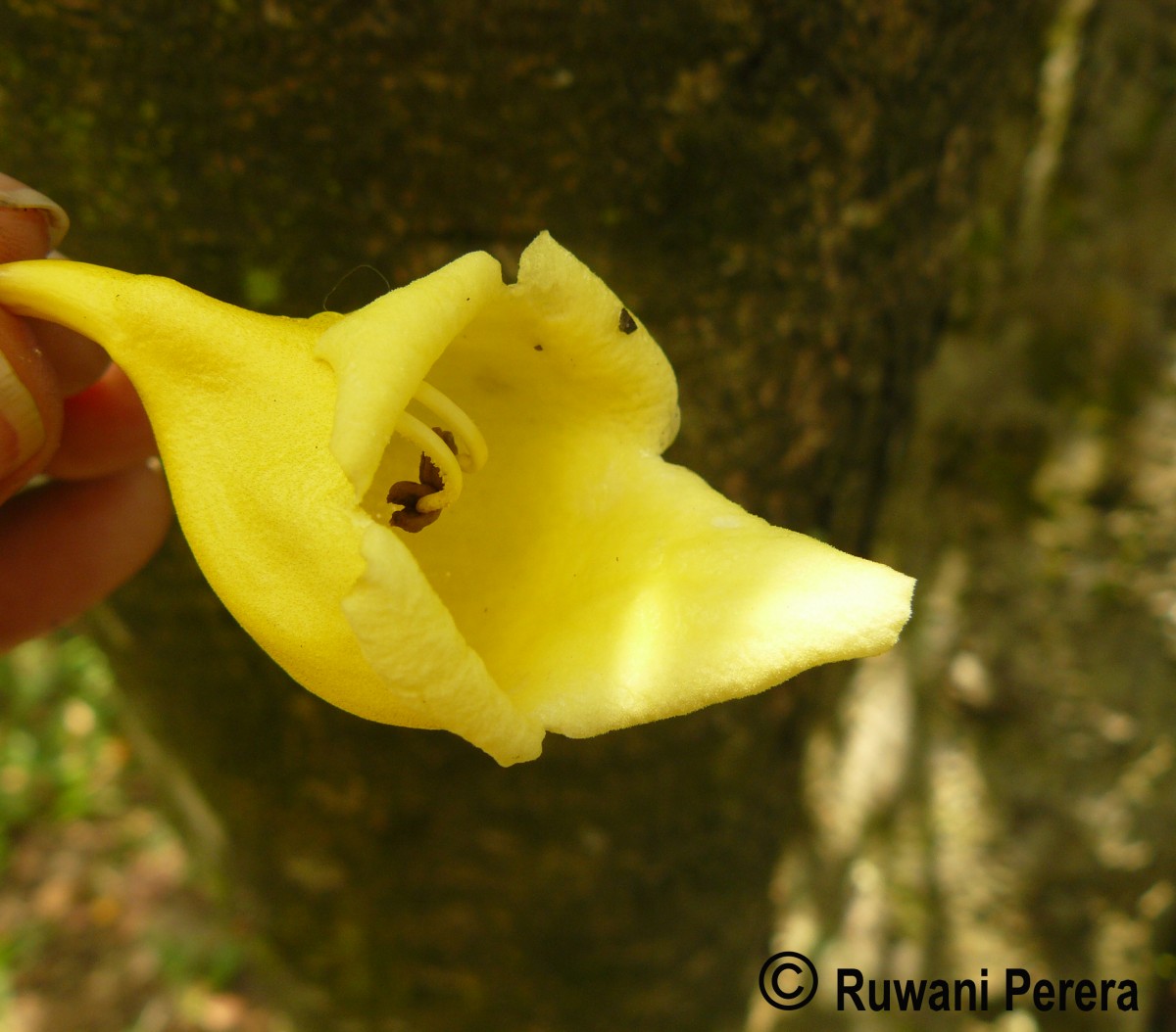 Gmelina philippensis Cham.